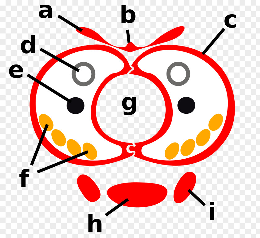 Smiley Function Composition Angle Clip Art PNG