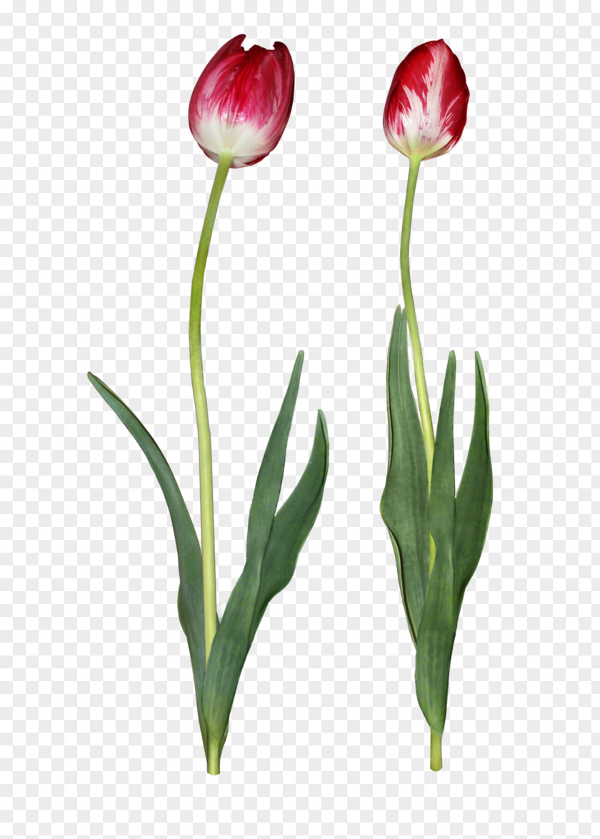 Tulip Cut Flowers PNG