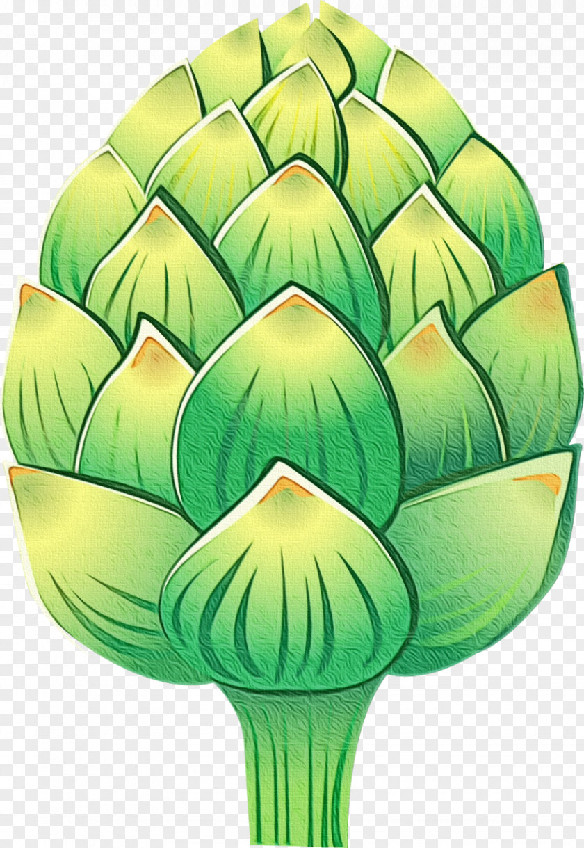 Vegetable Thistle Artichoke Green Cynara Leaf Plant PNG