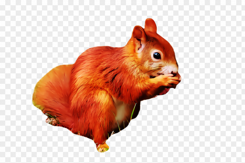 Chipmunk Eurasian Red Squirrel PNG