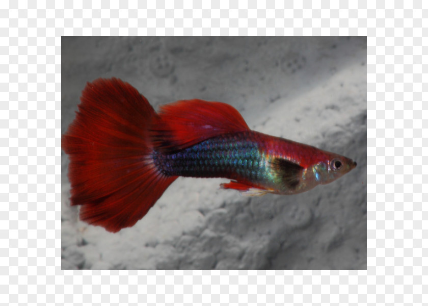 Fish Guppy Endler's Livebearer Aquarium Fantail PNG