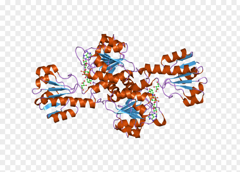 Phosphoglycerate Dehydrogenase 3-Phosphoglyceric Acid Nicotinamide Adenine Dinucleotide Phosphate Oxidoreductase PNG
