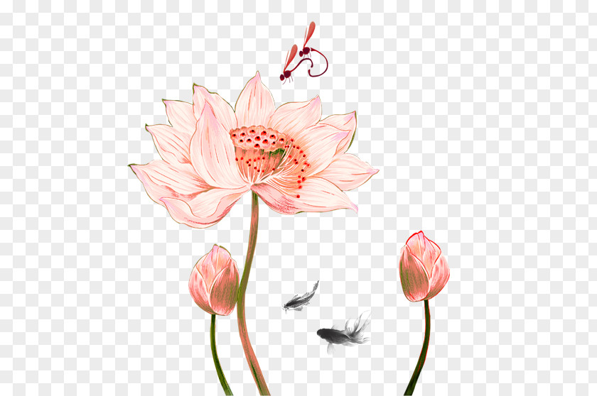 Pink Fresh Lotus Decoration Pattern Nelumbo Nucifera Drawing Ink Wash Painting Chinese PNG