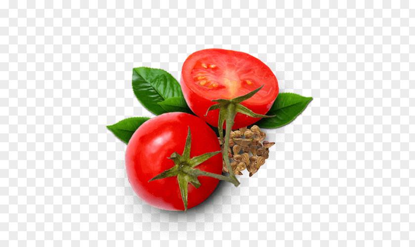Tomato Bush Sodebo SA Food Antioxidant PNG