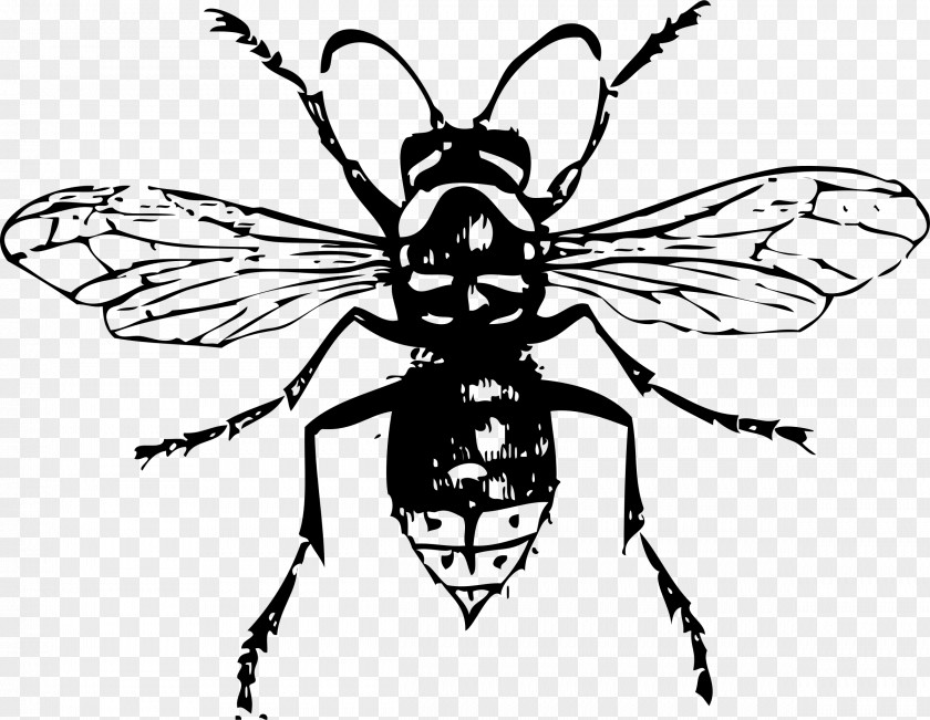 Bugs Bald-faced Hornet Insect Drawing Clip Art PNG