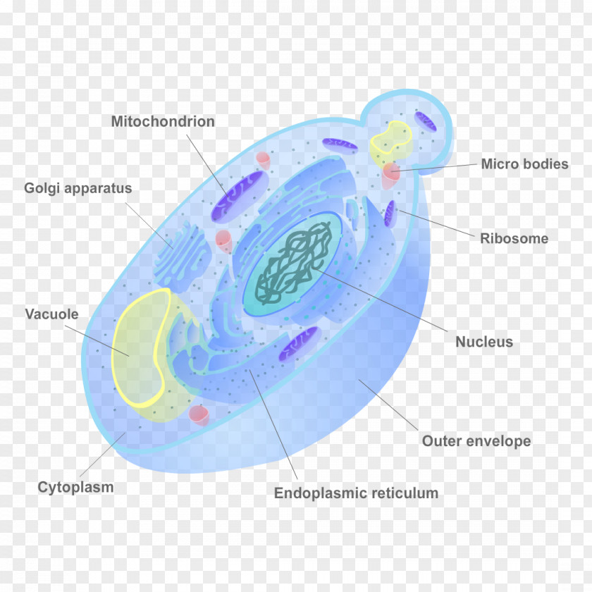 Cell Fungus Wall Yeast Biology PNG