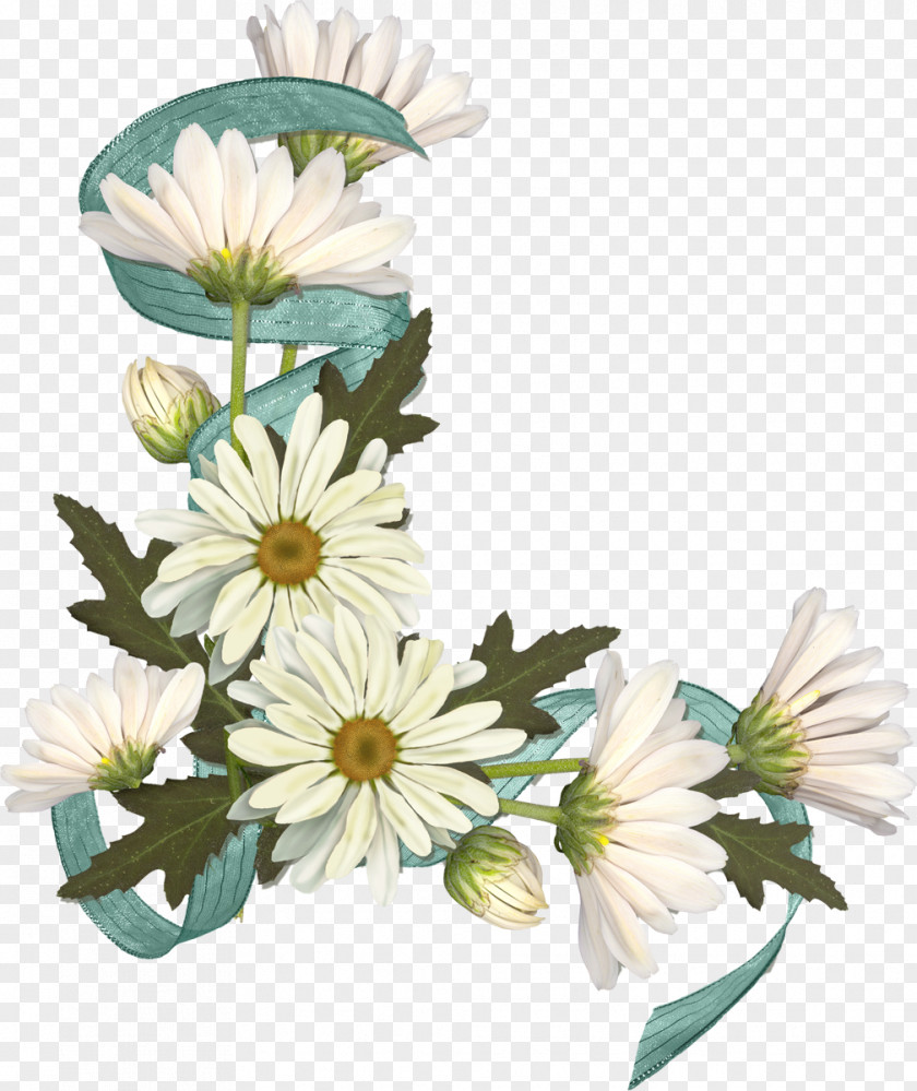 Chamomile Matricaria Clip Art PNG