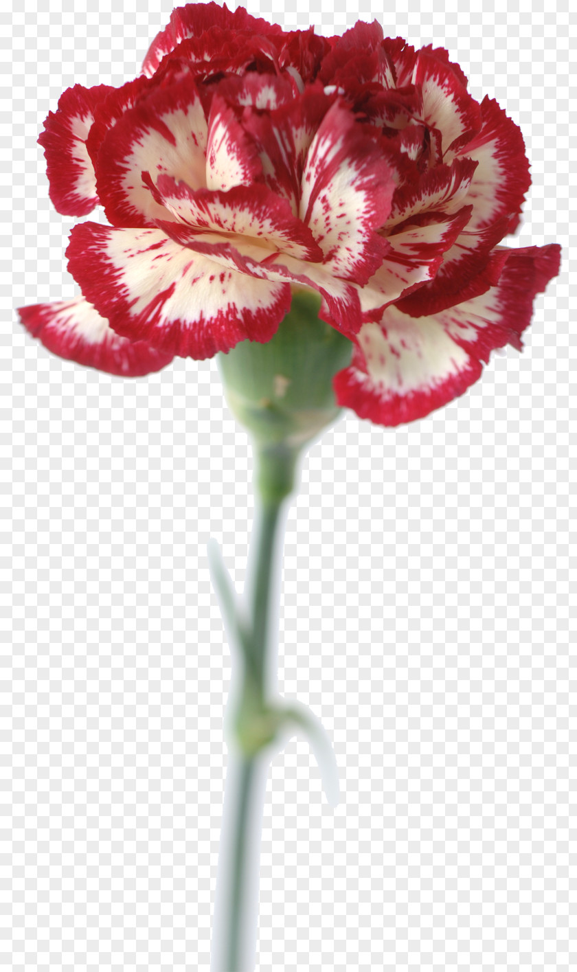 Design Carnation Stock Photography PNG