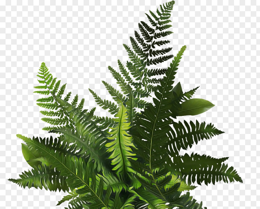 Fern PNG