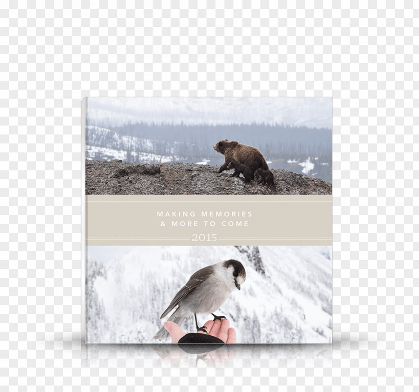 PhotoBook Brown Bear Fauna Oak Big Box Art Plakat Naukowy PNG