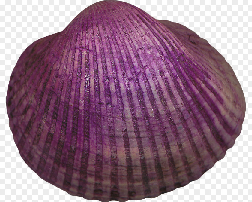 Seashell Cockle Mollusc Shell Veneroida Violet PNG