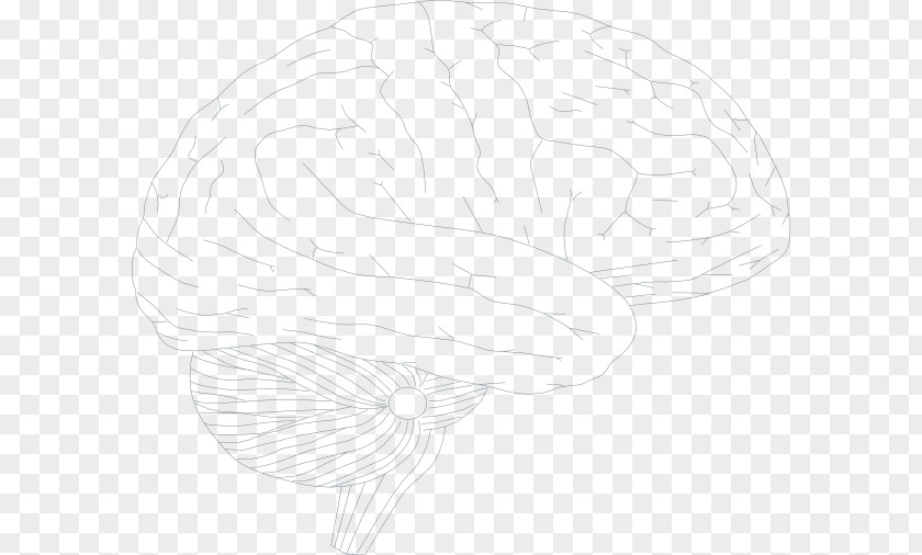 Brain White Sketch PNG