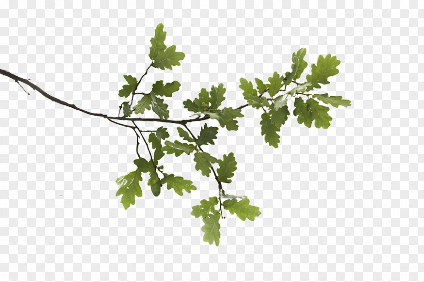 Branch Swamp Spanish Oak English White Leaf PNG