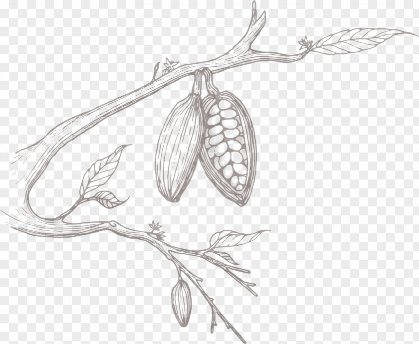 Broad Beans Sketch Product Design Flower Plant Stem PNG