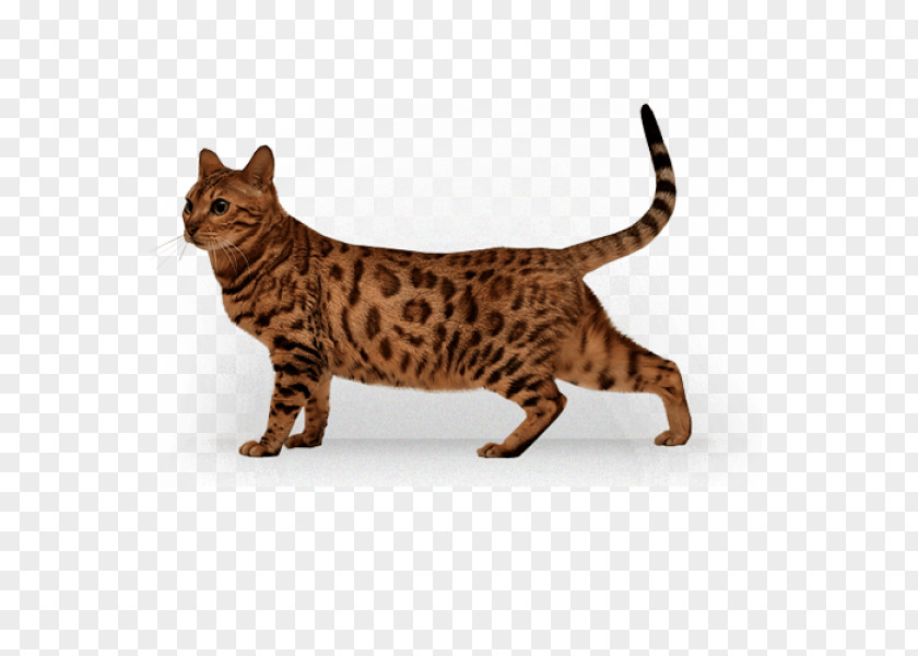 Cat Kitten Clip Art Download PNG