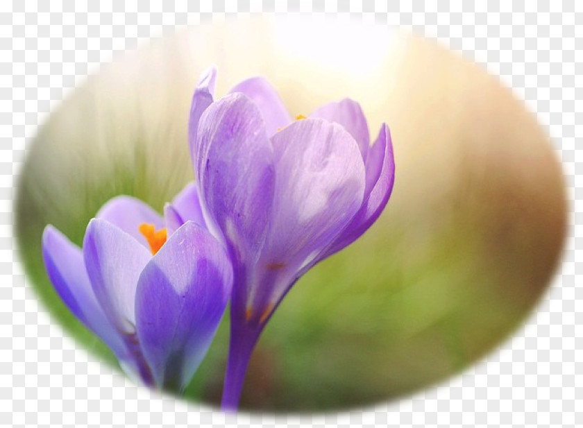 Crocus Flower Purple Spring Photography PNG