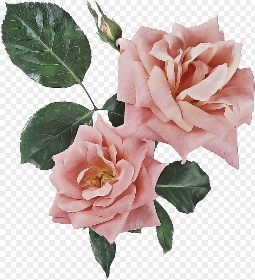 Hybrid Tea Rose Floribunda Garden Roses PNG