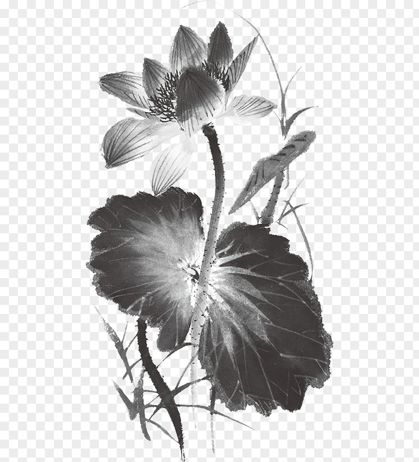 Ink Painting Lotus Wash 畫荷花 中國水墨畫 Vector Graphics PNG