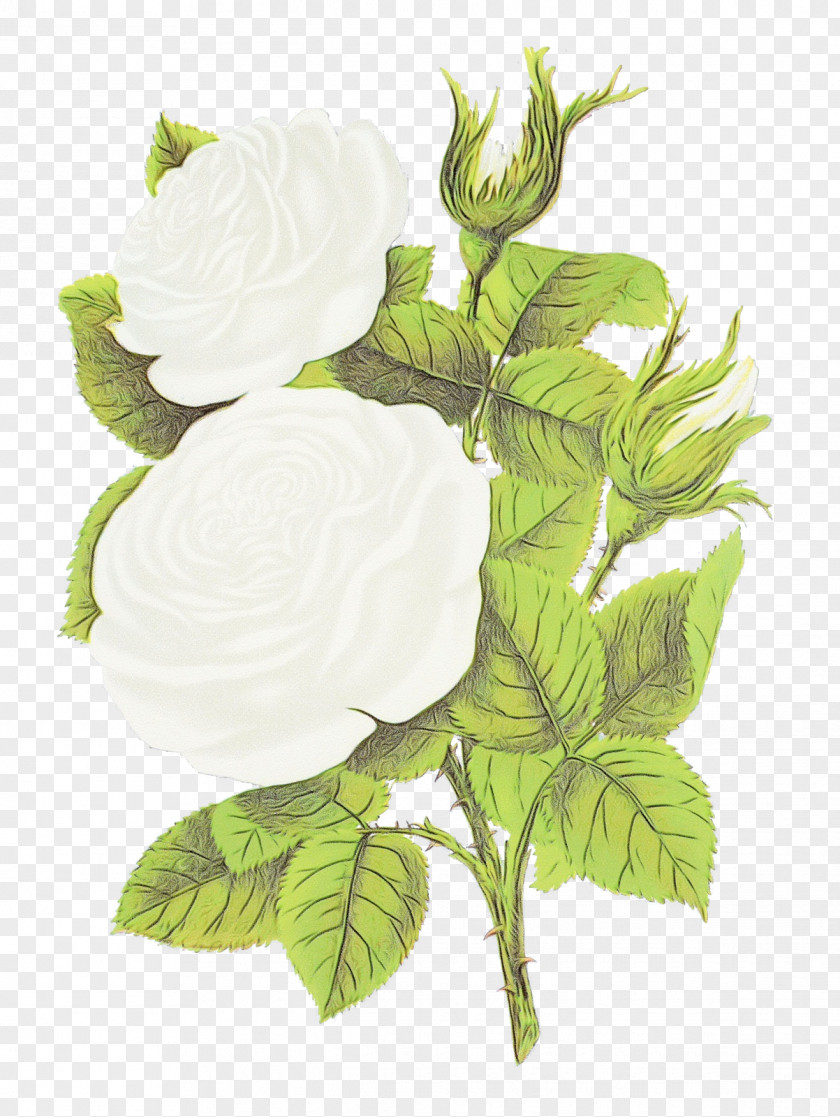 Ivy Mock Orange PNG