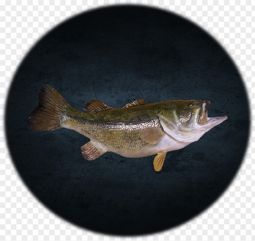 Large Mouth Bass Perch Fish Guitar PNG