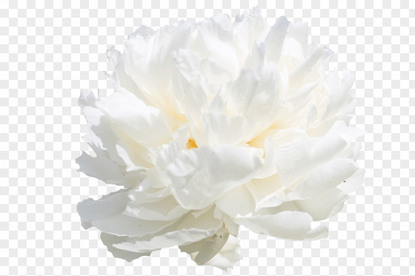 Peony My Society Cut Flowers White PNG