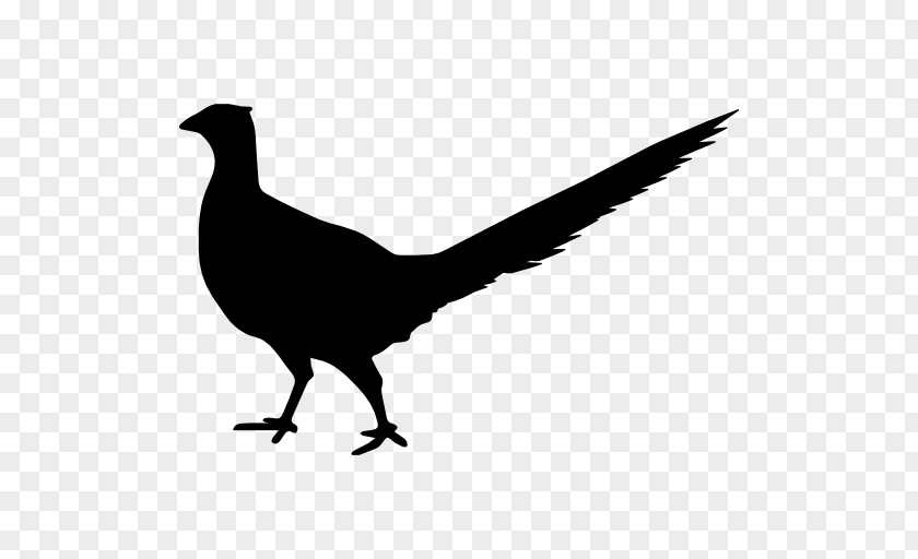 Bird Beak Animal Clip Art PNG