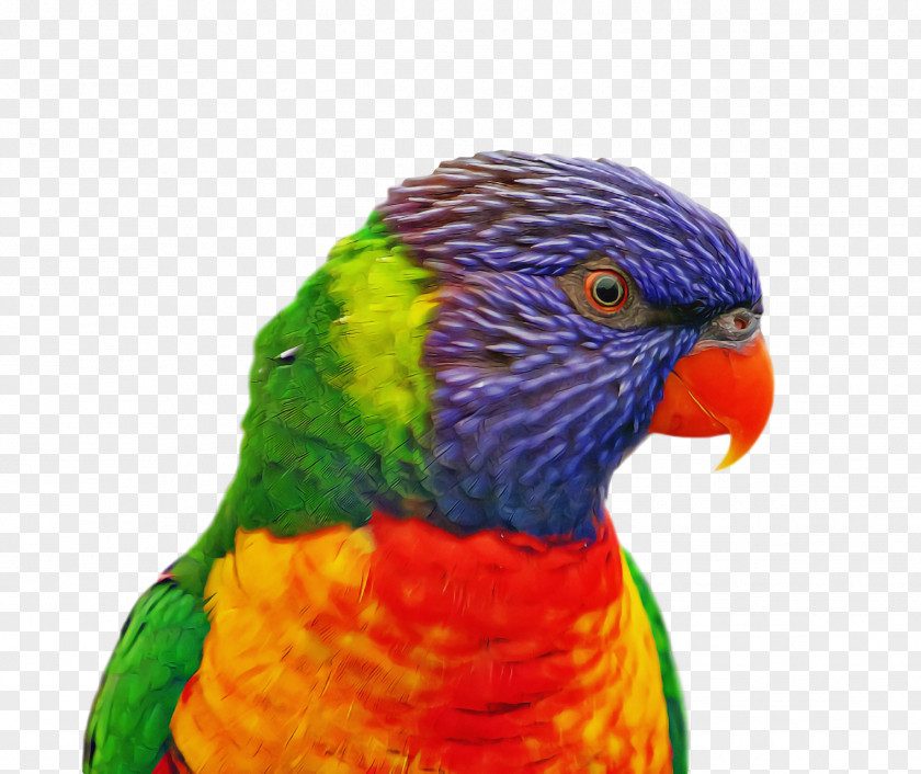 Bird PNG