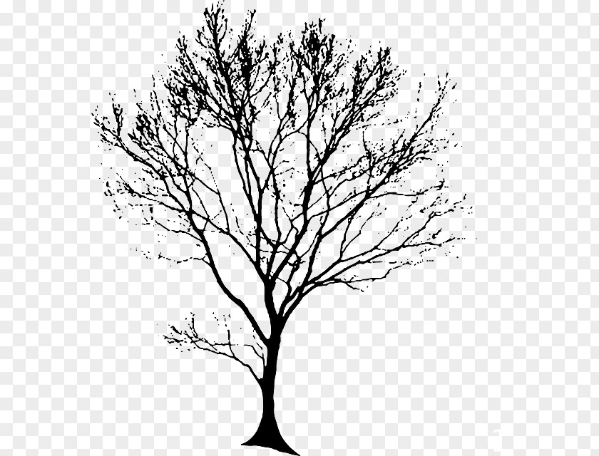 European Flower Vine Drawing Tree Clip Art PNG