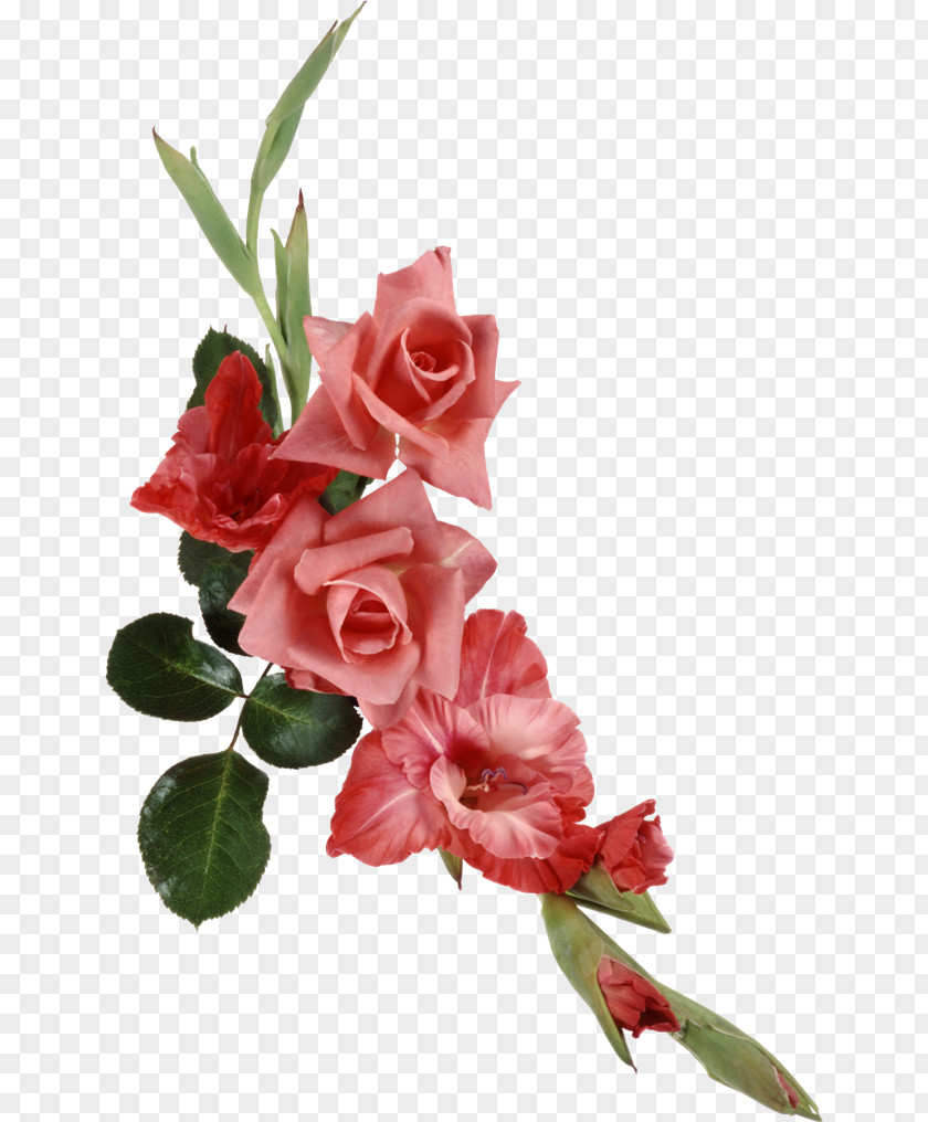 Flower Cut Flowers Beach Rose Ipomoea Nil PNG