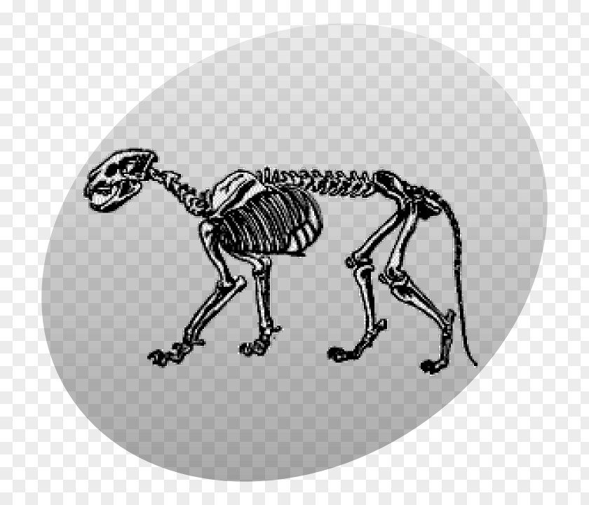 Skeleton Lion Cougar Skull PNG