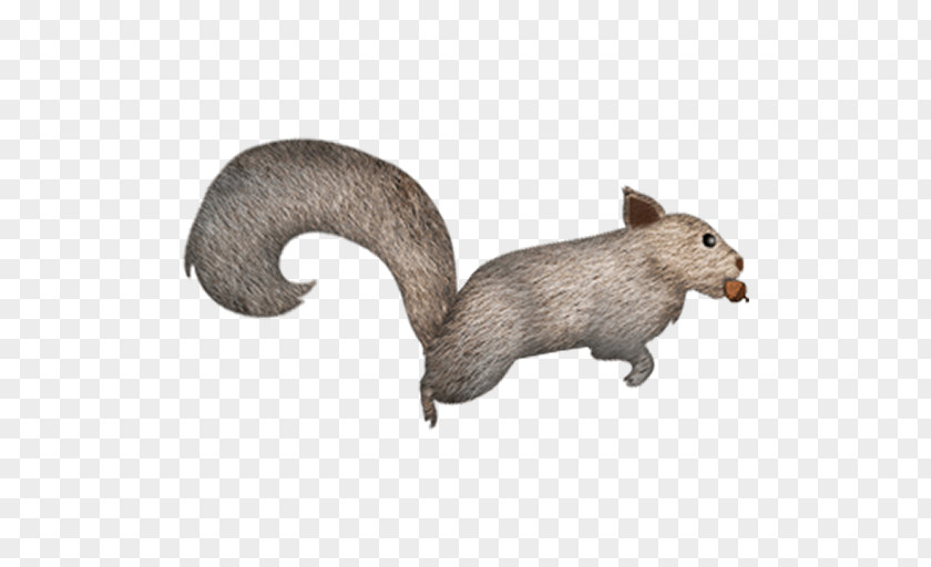 Squirrel Rat Dog Fauna Canidae PNG