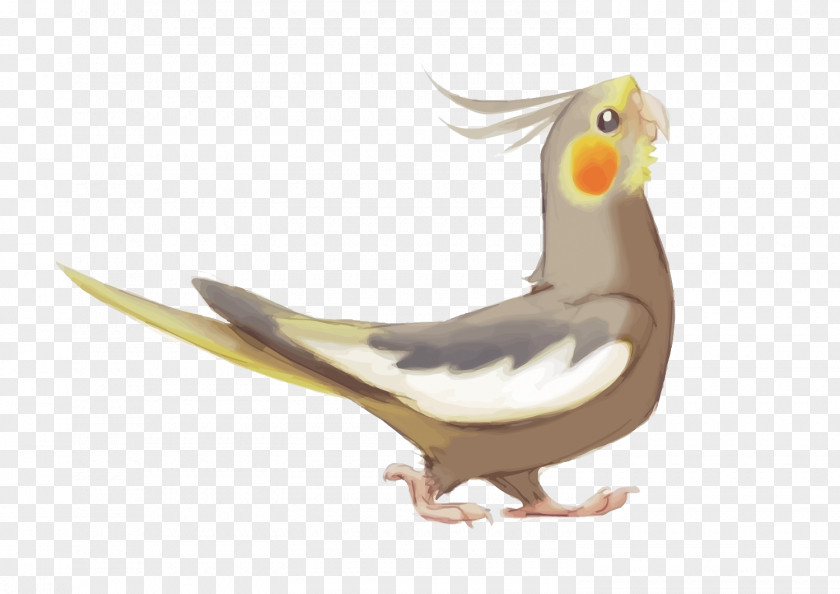 Vector Parrot Lutino Cockatiel Bird Drawing PNG