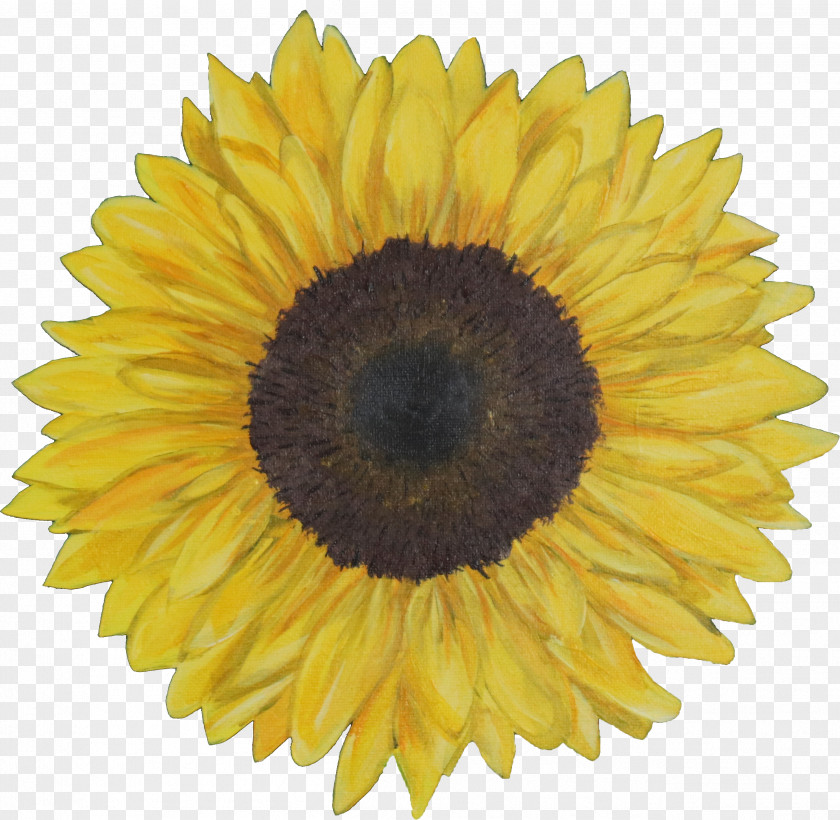 Aesthetic Sunflower Download 0% Finance Florida Southern College Interest Indiana State Police 1933 ~ 2016 PNG