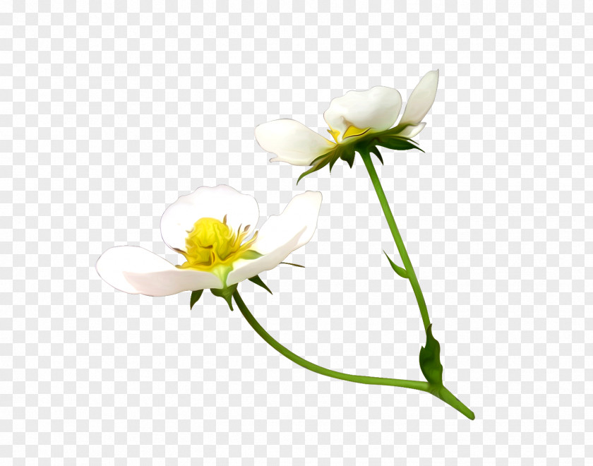 Anemone Background Cut Flowers Yellow Plant Stem Plants PNG