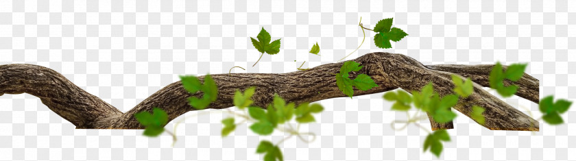 Branches Leafy Trees Tree Branch Leaf Twig PNG