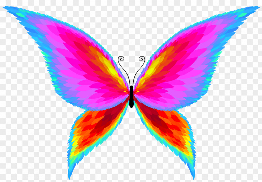 Butterflies And Moths Drawing PNG