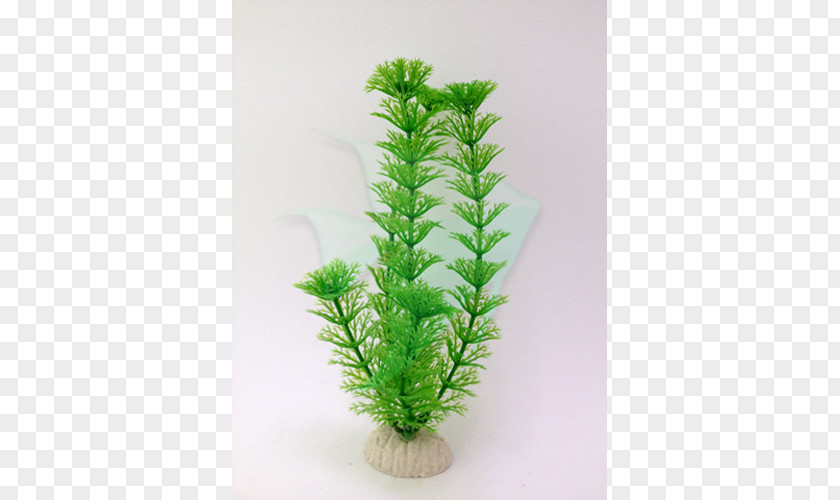 Houseplant Aquarium PNG