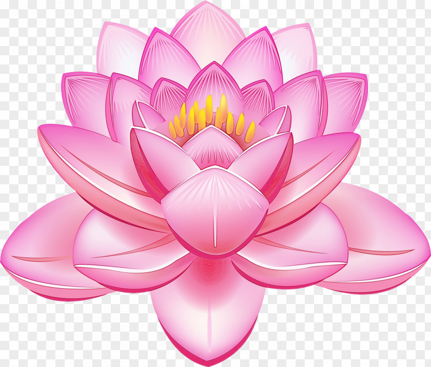 Plant Water Lily Lotus PNG