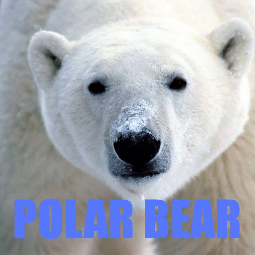 Polar Bear Svalbard Baby Arctic PNG