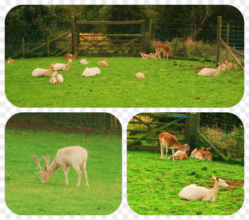 Deer Wildlife Ecosystem Pasture Fauna PNG
