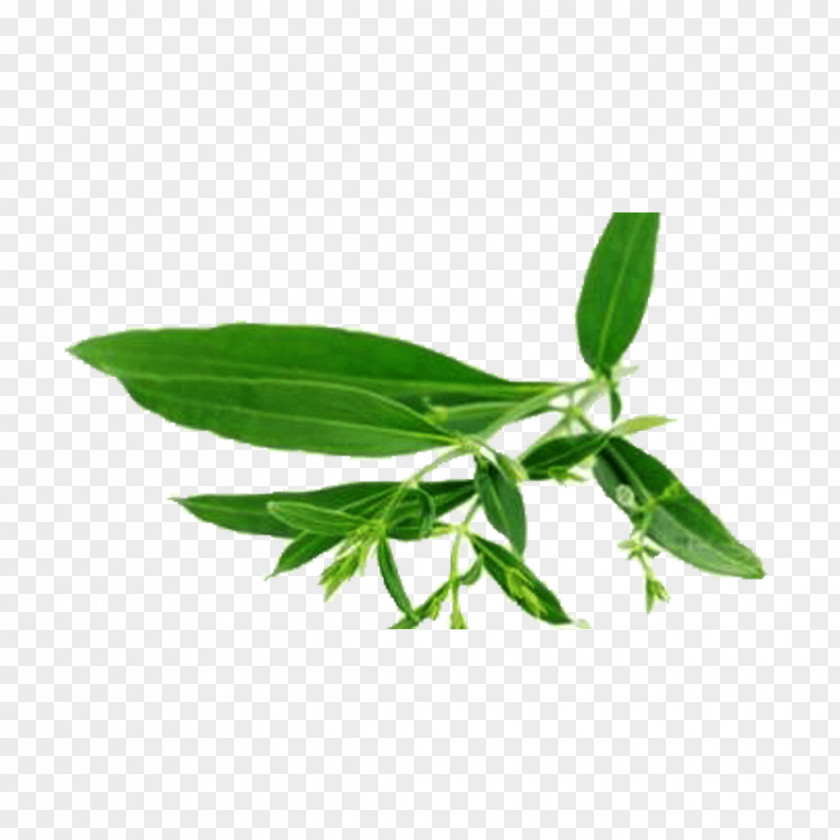 Home Remedies For Boils Stock Photography Swertia Japonica Medicinal Plants Bimaculata Image PNG