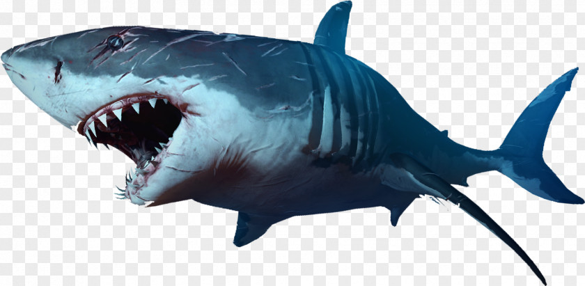 Shark Clip Art PNG