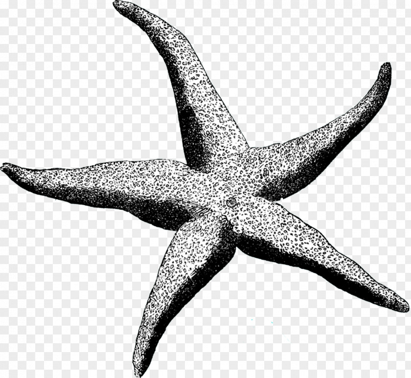 Starfish Sea Urchin Paper Wedding Invitation Brittle Star PNG