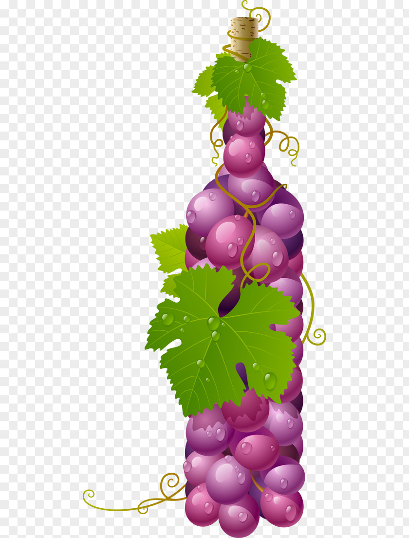 Wine Alicante Bouschet Grape Vector Graphics Clip Art PNG