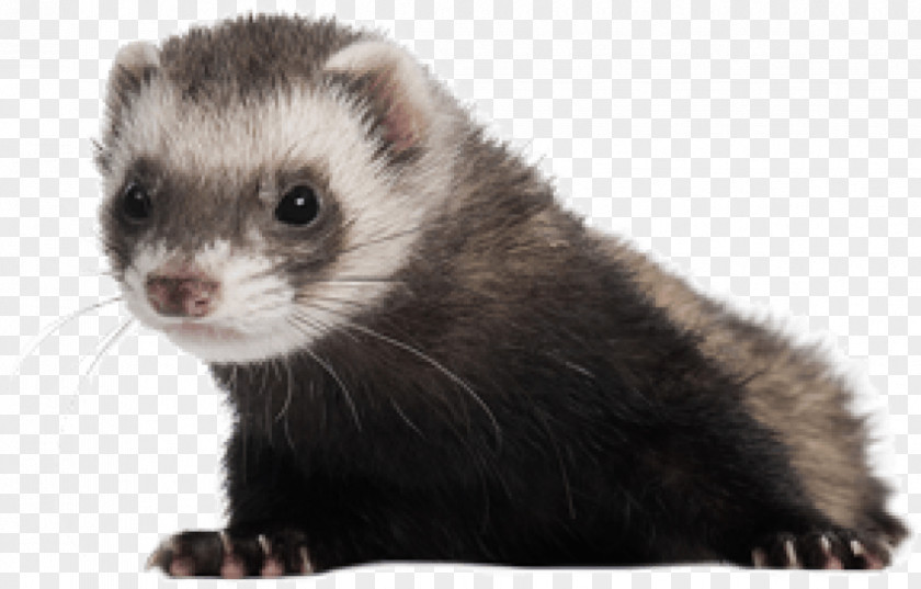 Ferret Stock Photography Image Royalty-free PNG