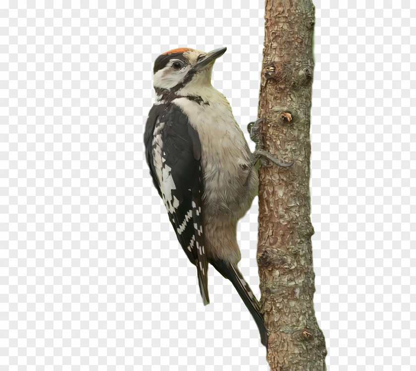 Woodpeckers Beak PNG