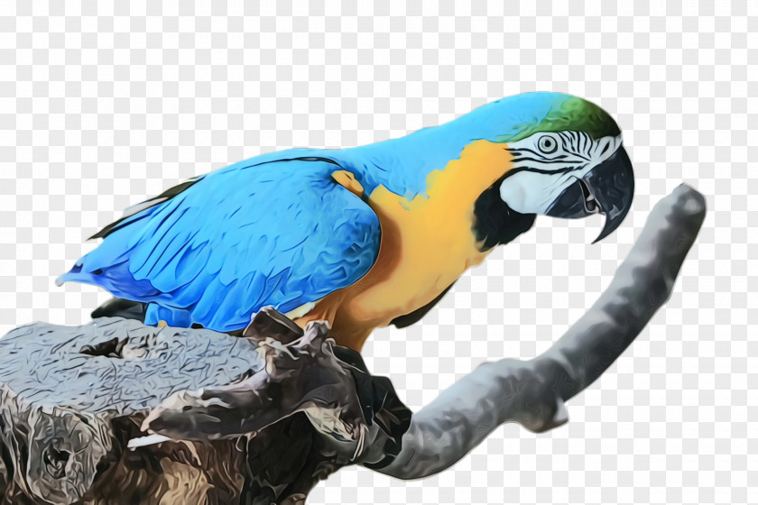 Budgie Animal Figure Colorful Background PNG