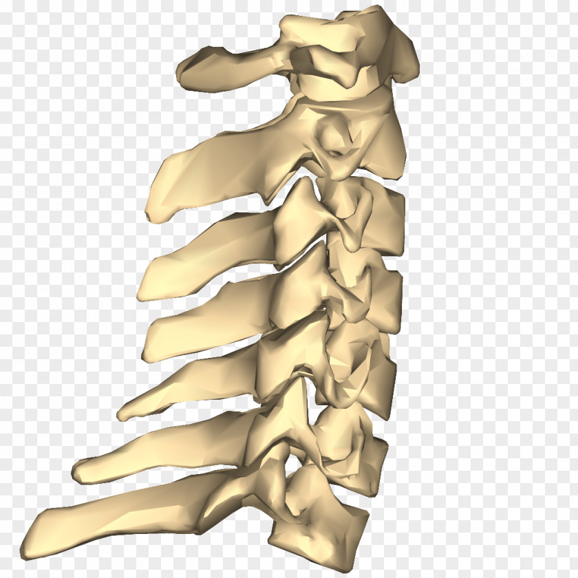 Cervical Vertebra Atlas Vertebral Column Vertebrae Anatomy Lumbar PNG