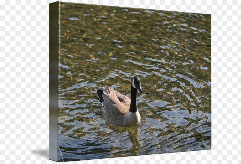 Goose Mallard Duck Fauna Beak PNG