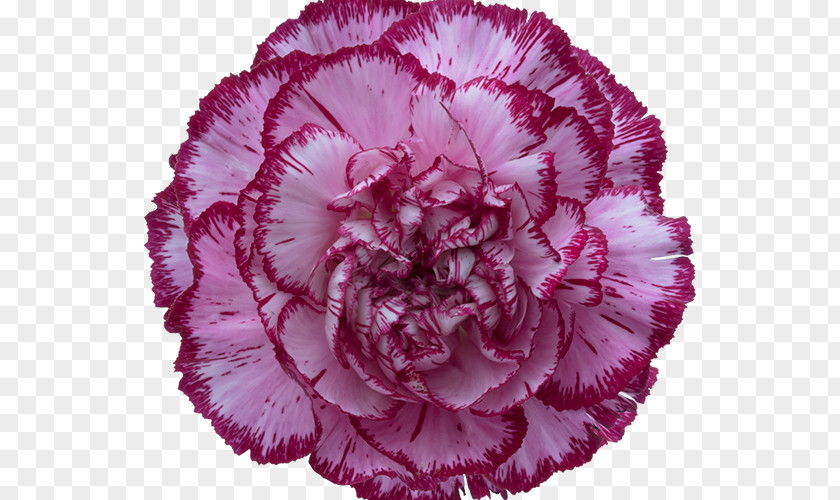 Rose Carnation Cut Flowers Birth Flower Glass PNG